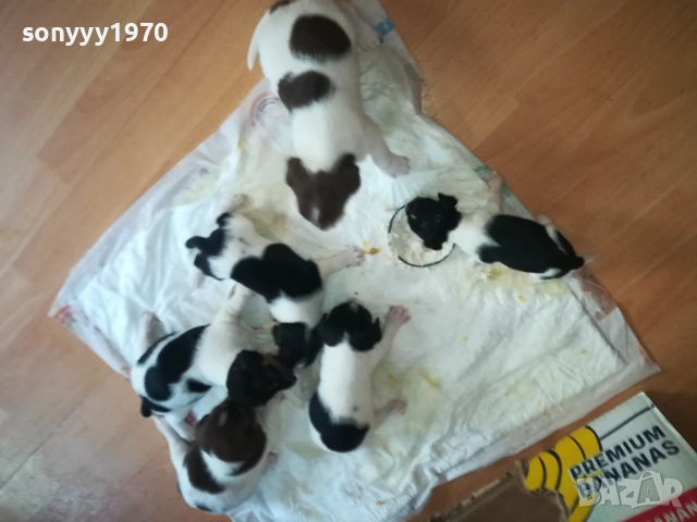 ДЖАК РЪСЕЛ-250ЛВ ЗА БРОЙ 0409252000, снимка 14 - Джак ръсел териер - 51608760