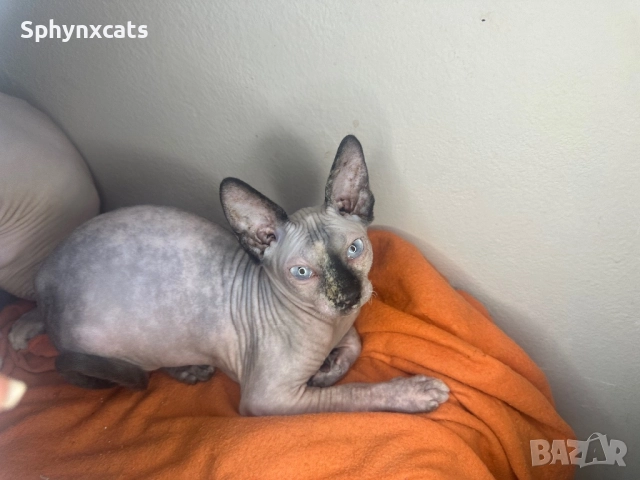 Канадски сфинкс - женски на 5 месеца, снимка 4 - Сфинксове - 51930252