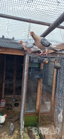 Продавам Нюмберски гълъби, снимка 8 - Гълъби - 52595905