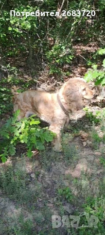 Кокер шпанйол женско на 6 г.