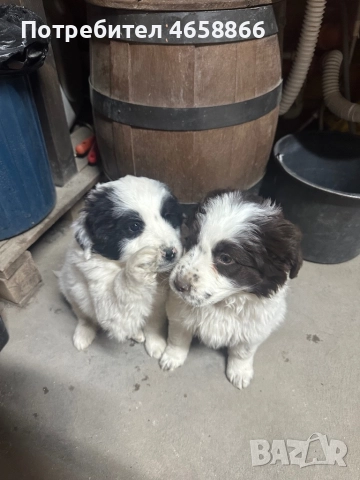 Каракачанка мъжко / женско, снимка 5 - Каракачанска овчарка - 52792375