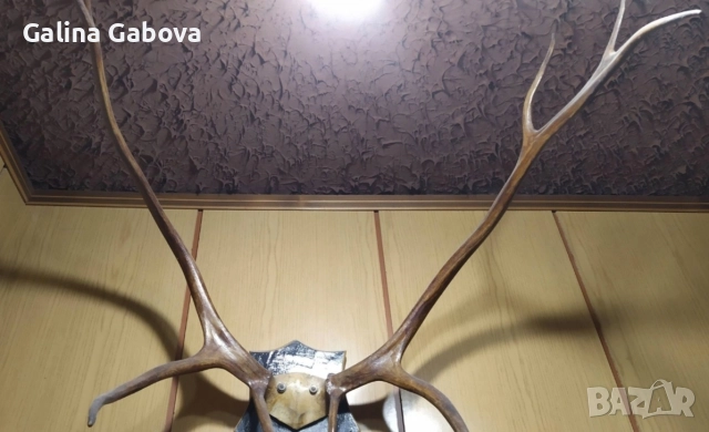 Еленови рога , снимка 2 - Антикварни и старинни предмети - 38880520
