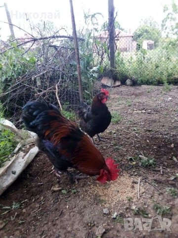 Кокошки черен мед маран млади , снимка 1