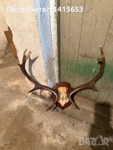 Продавам трофей от елен, снимка 4 - Колекции - 53608803
