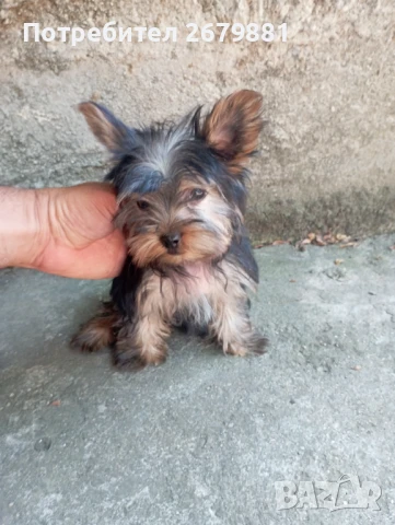 Мини йоркширски териери , снимка 1