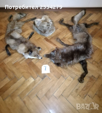 Рога, ловна сбирщина от 70-80те години, снимка 18 - Колекции - 52583206