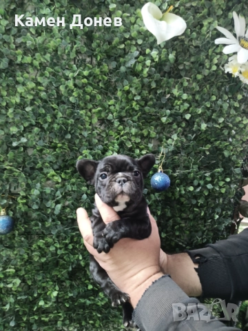 Френски булдог , снимка 6 - Френски булдог - 52906488