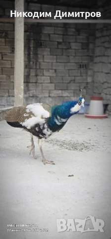 млади мъжки пауни, снимка 1