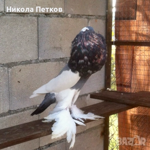 Седлати болани