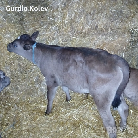 Телета, снимка 3 - Крави - 53519108