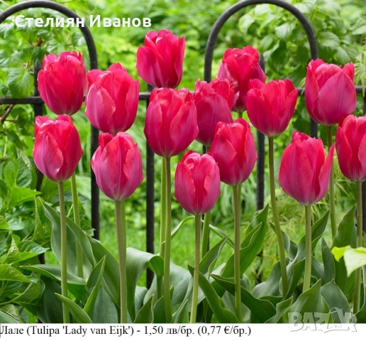 СОРТОВИ ЛАЛЕТА – ЛУКОВИЦИ , снимка 7 - Сортови семена и луковици - 52372863