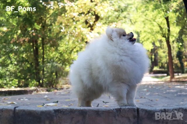 Уникално момиченце померан с родословие FCI, снимка 10 - Померан - 50219721