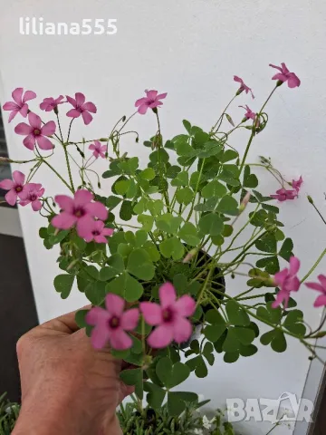 Детелина студоустойчива розов и бял цвят, снимка 13 - Градински цветя и растения - 40803577