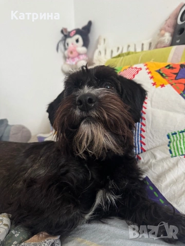 Женски Шнокер/Schnocker (шнауцер микс с кокер шпаньол) си търси мъж, снимка 6 - Други - 48058192