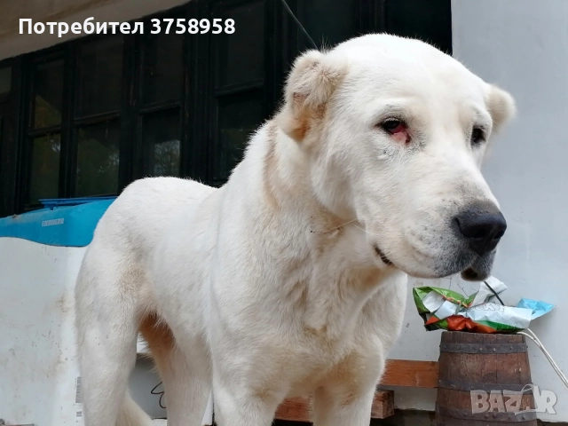 продавам алабаи женски на 1г