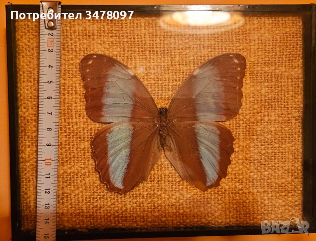 Пеперуда в рамка, снимка 2 - Картини - 43803782