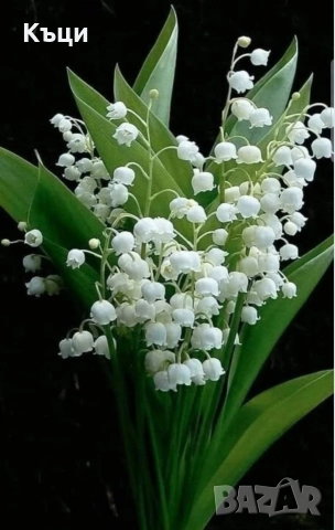 Корен /луковички от Момина сълза.