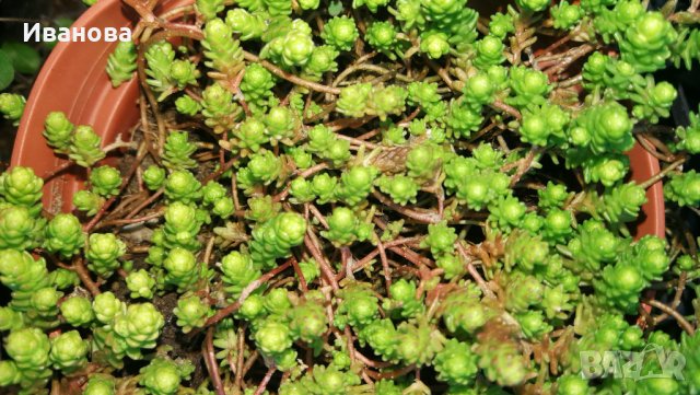 Фин седум 2, снимка 3 - Градински цветя и растения - 28159906