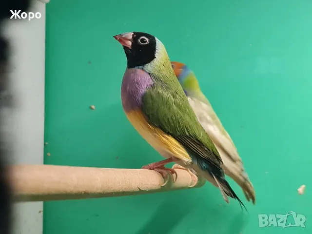 Продавам чифтове Гулдови Амадини , снимка 4 - Амадини - 48874559