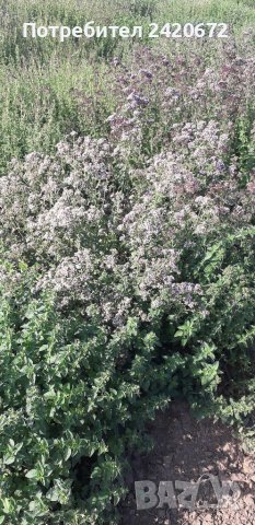 Био червен риган , снимка 1