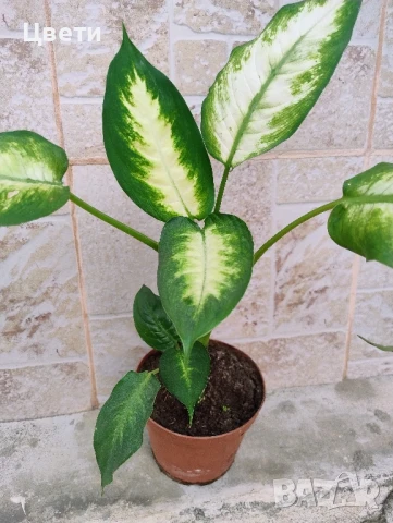 Продавам дифенбахия