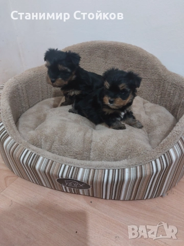 Йоркширски териер , снимка 2 - Йоркширски териер - 52983080