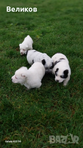 Алабай кученца Мъжкари , снимка 4 - Алабай - 52933193