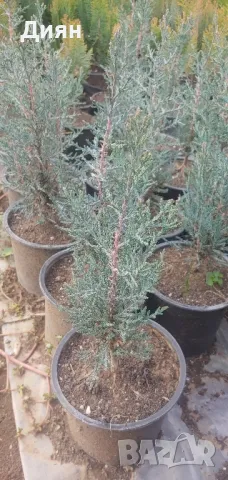 Кипарис Тотем / Cupressus Semp. “Totem”