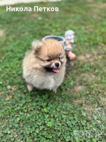 Померан, снимка 1