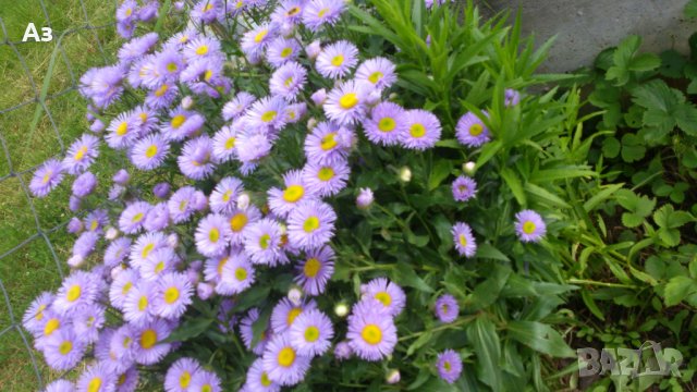 Продавам семена  на градинска синя Маргарита (реколта 2025 г), снимка 6 - Разсади - 37323278