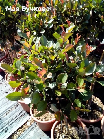 Комплект 2бр Фотиния дърво , снимка 6 - Градински цветя и растения - 53060096