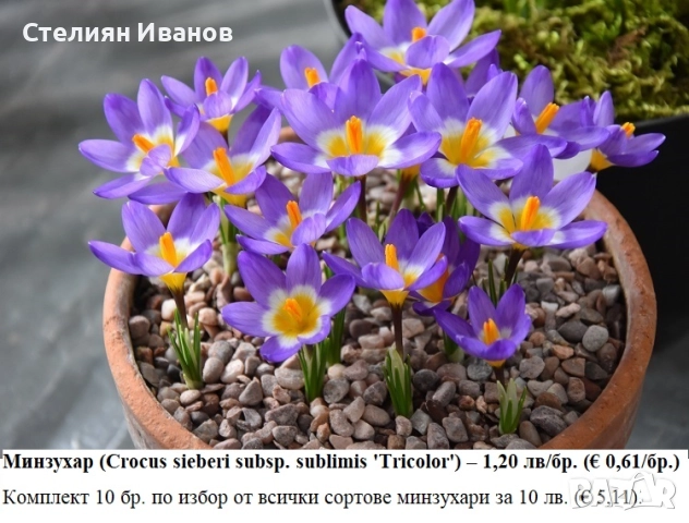 СОРТОВИ МИНЗУХАРИ – ЛУКОВИЦИ, снимка 9 - Сортови семена и луковици - 52372805