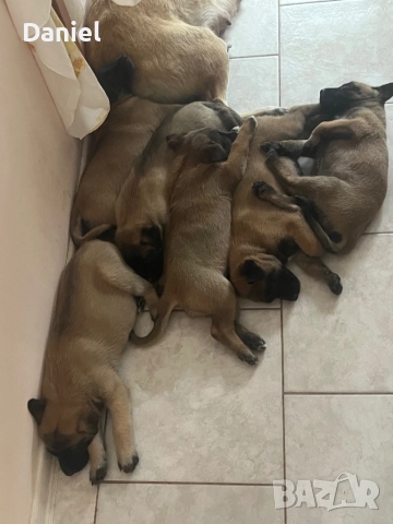 Белгийска овчарка-Малиноа , снимка 2 - Белгийска овчарка - 52623774