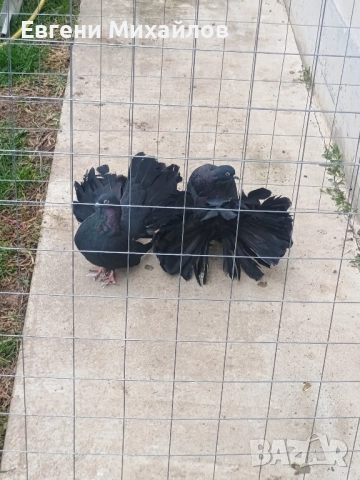 Фенерлии, снимка 6 - Гълъби - 52295955