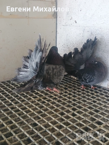 Фенерлии, снимка 10 - Гълъби - 53540276