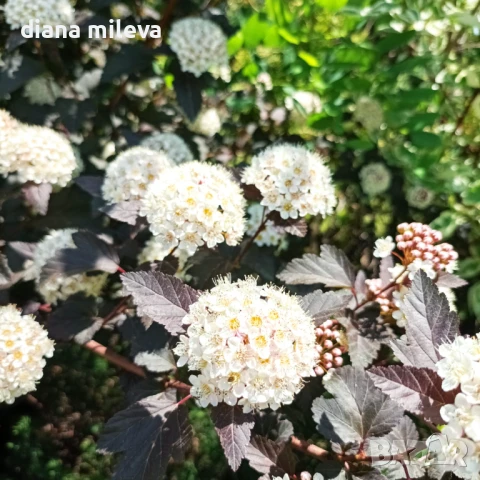 Физокарпус Диабло, Physocarpus Opulifolius Diablo, снимка 2 - Градински цветя и растения - 45688473