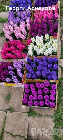 Зюмбюлл, снимка 9 - Градински цветя и растения - 53247943