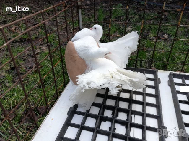  ФЕНЕРЛИИ 60 лв., снимка 8 - Гълъби - 24470593