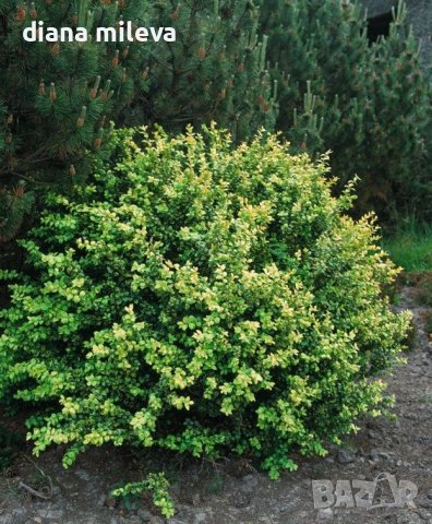 Илекс, Ilex crenata 'Convexa' 