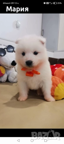 Прекрасно женско самоедче