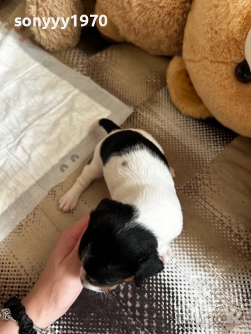 ДЖАК РЪСЕЛ БЕБЕТА-250ЛВ ЗА БРОЙ 1509251635, снимка 16 - Джак ръсел териер - 51722652