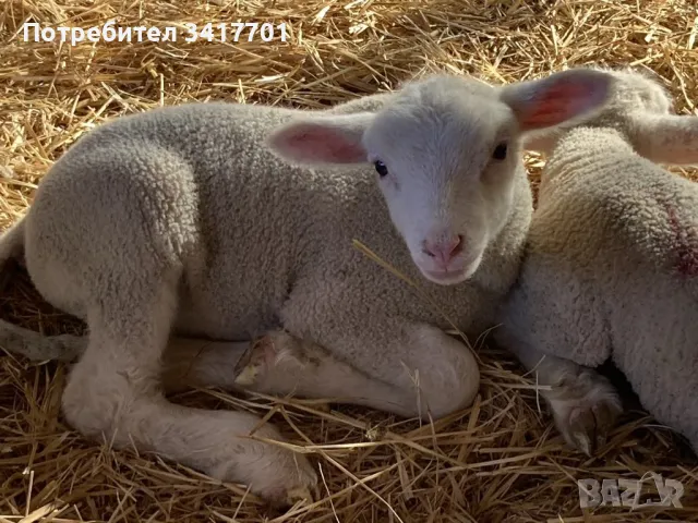 Агнета Ил дьо Франс под селекция , снимка 1