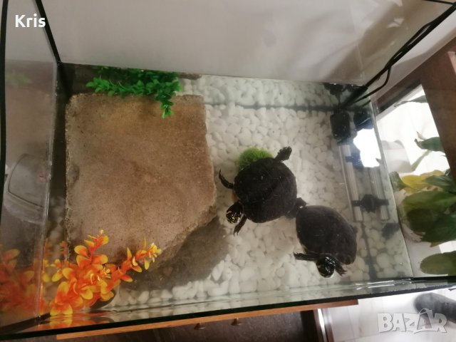 Двойка големи костенурки с оборудване
