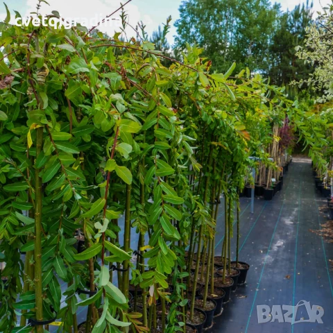 Salix integra pendula (Японска плачеща върба)