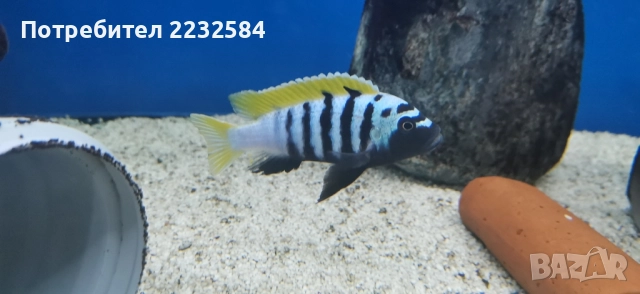 Рибки Африкански цихлиди