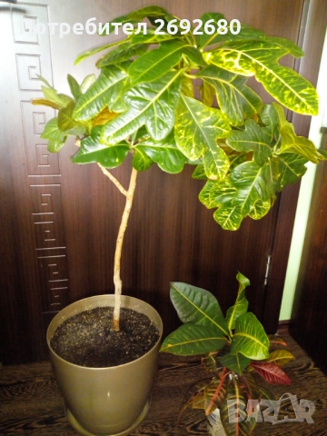 Планински кротон, височина 45-100см./цени в описанието , снимка 5 - Стайни растения - 44861352