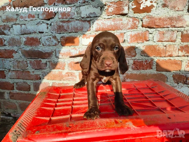 Продавам кученца, снимка 3 - Други - 53426117