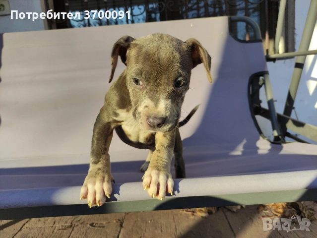 питбул, снимка 6 - Питбул - 52775499