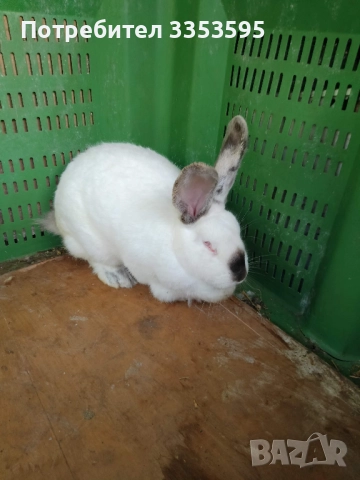 заици за разплод , снимка 3 - Кокошки и пуйки - 52855620