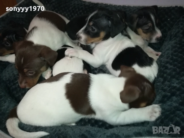 ДЖАК РЪСЕЛ ТЕРИЕР-БЕБЕТА//ВИДИН 2609252206, снимка 7 - Джак ръсел териер - 51851833